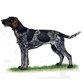 German Wirehaired Pointer - Click Image to Close